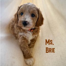 Ms. Brie - Apricot female Goldendoodle puppy in Sacramento, California from Dandy Doodles Goldendoodles