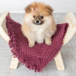 Pomeranian Puppies from Canine Charm & Co