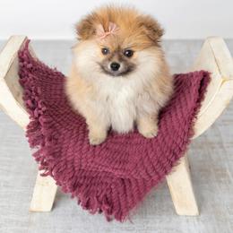 Pomeranian Puppies from Canine Charm & Co