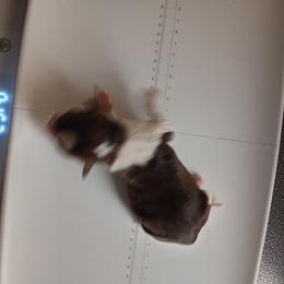 English Springer Spaniel Puppies from IV Springers of California