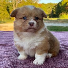 Juniper (Fluffy) - 2100 - Sable merle and white female American Corgi puppy in Fayetteville, Arkansas from Intergalactic Corgis