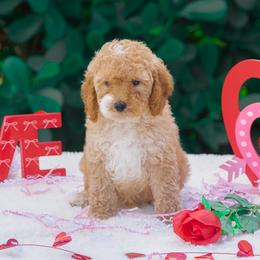 Benji - Apricot male Poodle puppy in Fort Myers, Florida from Blossom Paws