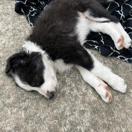 Border Collie Puppies from Roaring River Border Collies