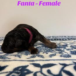Fanta - Black and red female German Shepherd puppy in Coplay, Pennsylvania from By My Side Germans Shepherds & Dobermans