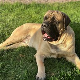 Mastiffs from Eagle Clan Mastiffs