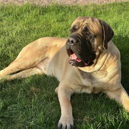 Mastiffs from Eagle Clan Mastiffs
