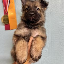 Mimir - Pink girl - Sable female German Shepherd puppy in Oakley, California from Von Guadachi German Shepherds & Audacity Border Collies