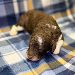 Girl1 - Phantom female Poodle puppy in Liberty, Texas from Poodles and Doodles Most Excellent Adventures