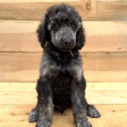 Enoki - Brindle male Poodle puppy in Arroyo Grande, California from Ever So Clever Poodles