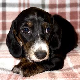 Girl 1 - Black and tan female Dachshund puppy in Fredonia, Arizona from Desert Horizon Dachshunds