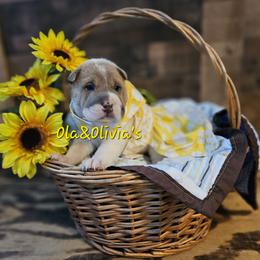 Chinese Shar-Pei Puppies from Zoey's Waggly Tails