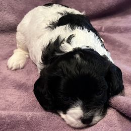 Baby F1 - Black and white male Cavapoo puppy in Garland, Kansas from 3W Ranch