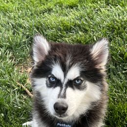 Brecks  - Pomsky