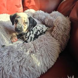 Raiju - White and black male Dalmatian puppy in Salem, Missouri from Paradise Spots Dalmatians