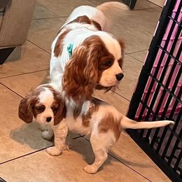 Cavalier King Charles Spaniel and Cocker Spaniel Puppies from Sunshine Cocker Spaniels & Cavaliers