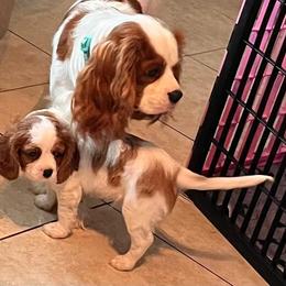 Cavalier King Charles Spaniel and Cocker Spaniel Puppies from Sunshine Cocker Spaniels & Cavaliers
