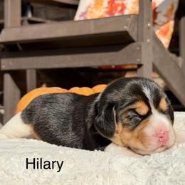 Hilary - Black tan and white female Beagle puppy in Mansfield, Missouri from Rippee Creek Kennel
