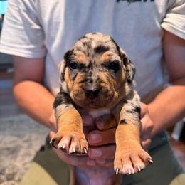 Rosemary - Blue merle female Catahoula Leopard Dog puppy in Danielsville, Georgia from Sheepcote Farm Catahoula’s