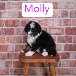 Molly - Tri-color female Bernedoodle puppy in Calhoun, Georgia from Happy Top Doodles