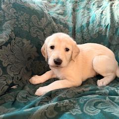 Green Boy - Balaji - Cream male Saluki puppy in Los Angeles, California from Srinagar Salukis