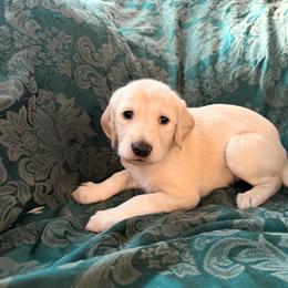 Green Boy - Balaji - Cream male Saluki puppy in Los Angeles, California from Srinagar Salukis