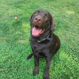 Skye - Labrador Retriever