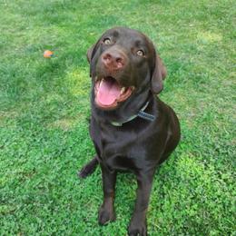 Skye - Labrador Retriever