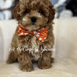 Lil Daisy - Apricot female Maltipoo puppy in Hesperia, California from McCraws N Paws
