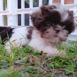 Elvis - Liver and white male Shih Tzu puppy in Memphis, Tennessee from Lady and the Tramp