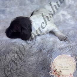 Cooper - Piebald male Dachshund puppy in Lufkin, Texas from CSW Dachshunds