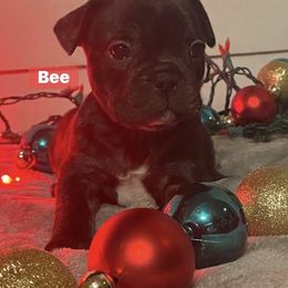 Bee - Black and white female French Bulldog puppy in Rangely, Colorado from Lucero's Frenchies