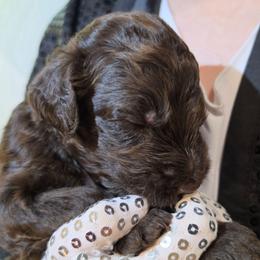 (MJ) Michael Jackson - Chocolate male Labradoodle puppy in Lansing, North Carolina from Murphy Manor Mountain Doodles