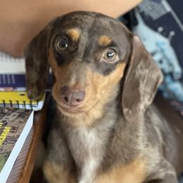 Aggie - Dachshund