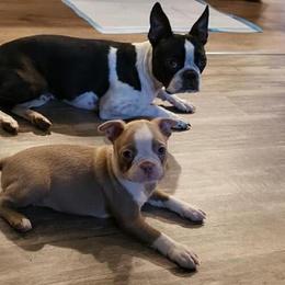 Boston Terrier Puppies from Lola’s House of Bostons & Rescue