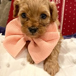 Cavapoo Puppies from Cinda's Cavapoos