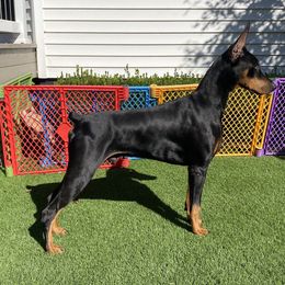 Boy 2 - Black and rust Doberman Pinscher puppy in Staten Island, New York from Holloway Dobermans