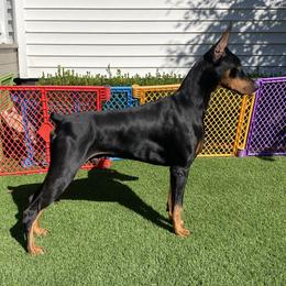 Boy 2 - Black and rust Doberman Pinscher puppy in Staten Island, New York from Holloway Dobermans