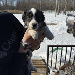 Boy 2 - Dapple male Dachshund puppy in Cabool, Missouri from Shannon Dachshunds