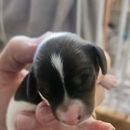 Boy 1 - Sable Dachshund puppy in Gilbert, Arizona from HPM