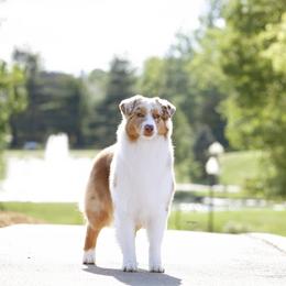 Lettie - Australian Shepherd
