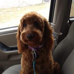 Harley - Goldendoodle