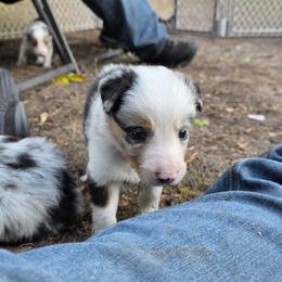 Hurricane - Blue merle female Border Collie puppy in Menasha, Wisconsin from Little Rose Retrievers