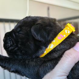 Delta - Black brindle female Cane Corso puppy in Cameron Park, California from Lionheart Cane Corso