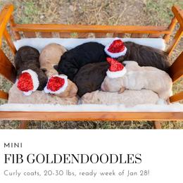Aussiedoodle and Goldendoodle Puppies from Ever After Doodles Arizona