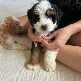 Biscotti - Black tri-color male Aussiedoodle puppy in Omro, Wisconsin from Crystal Ridge Doodles