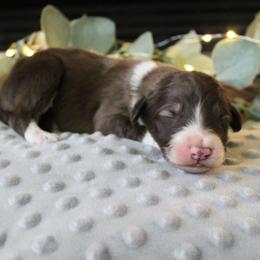 Scout - Sable male Bordoodle puppy in Ashland, Ohio from Cherry Blossom Doodles