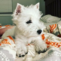 West Highland White Terrier Puppies from Elvador West Highland White Terriers