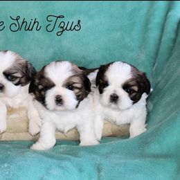 Shih Tzu Puppies from Charlemagne Shih Tzus