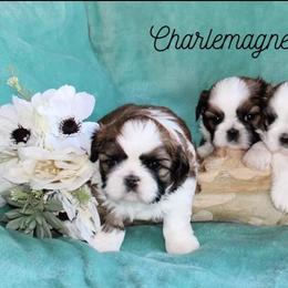 Shih Tzu Puppies from Charlemagne Shih Tzus