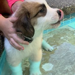 Liliac purple collar - Brindle and white female Saint Bernard puppy in Auburn, Washington from Sara’s Saint Bernards